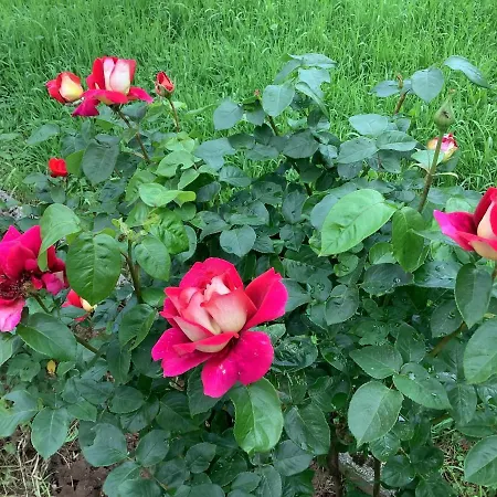 فيلة Nora Garden *