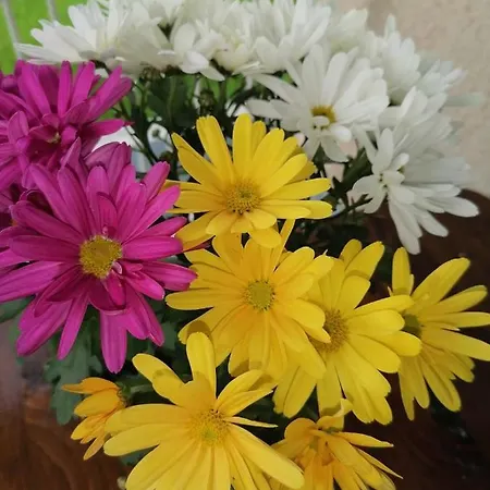 فيلة Nora Garden *